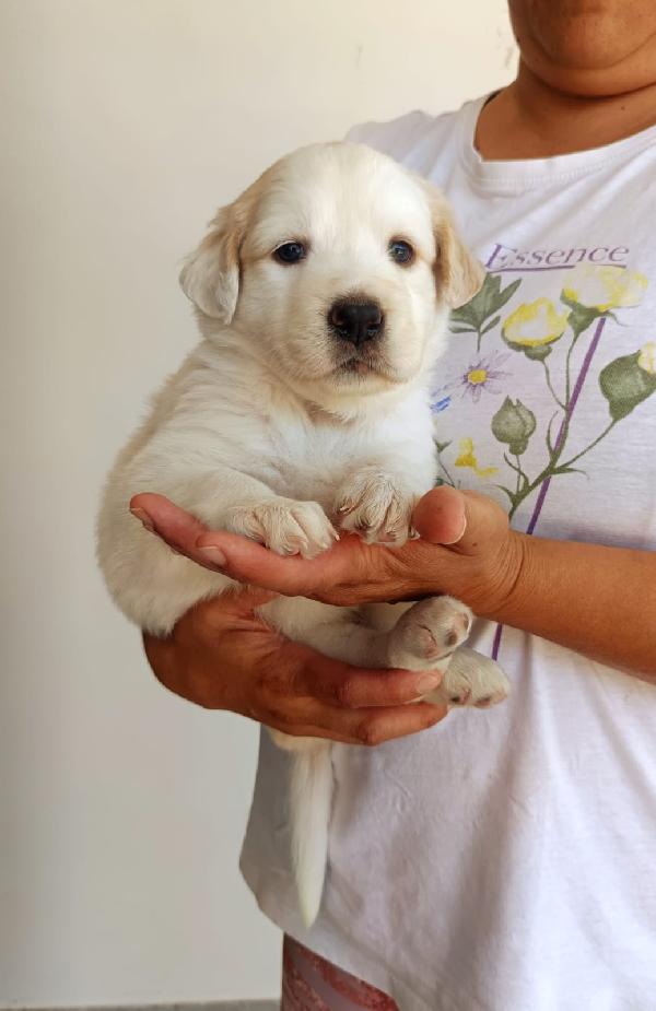 Bella cucciola da sogno taglia media Foto 2